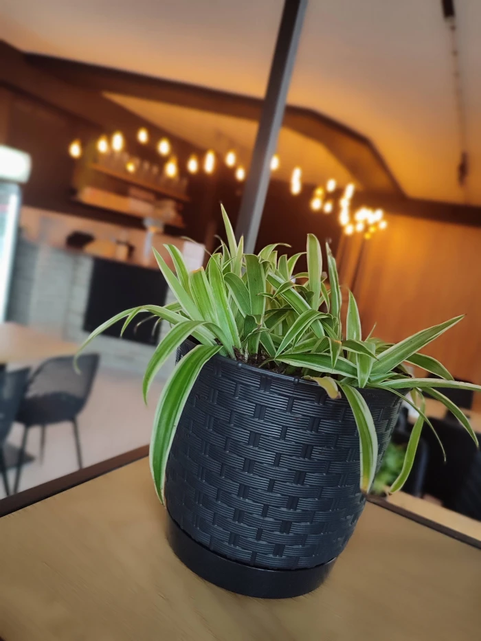 Calma Cafe - Kawiarnia Bielsko-Biała